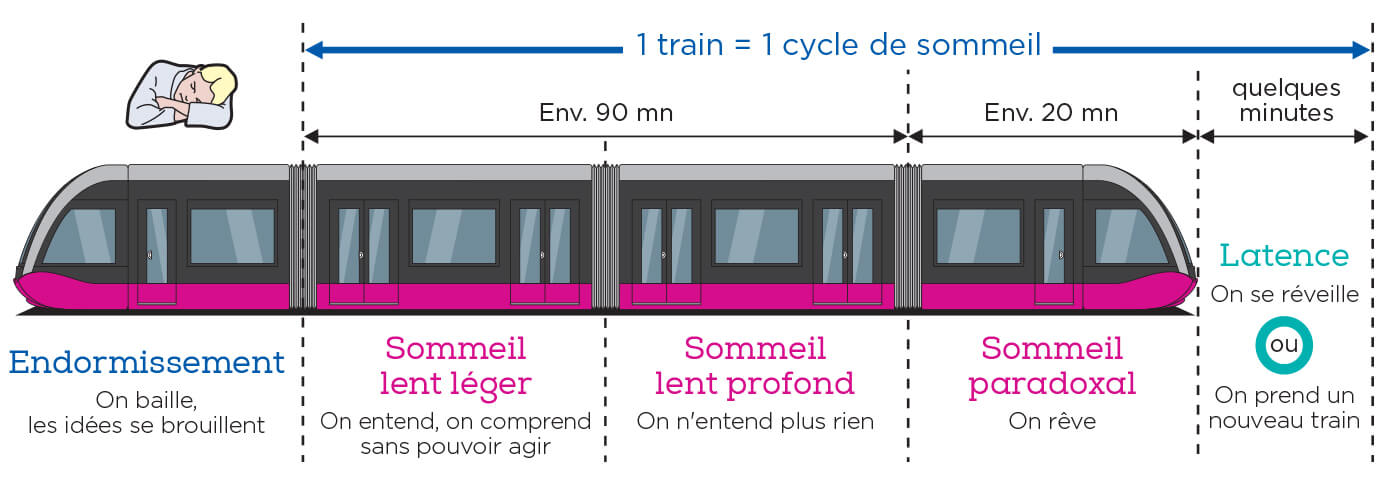 J Ai Rate Le Train Du Sommeil Explications Experts Du Sommeil Dreem