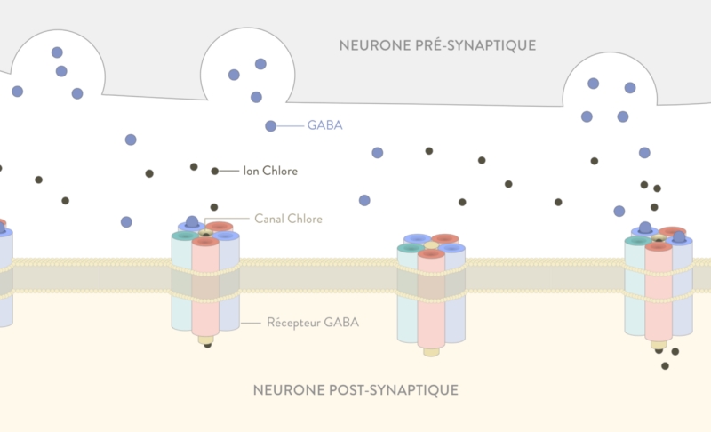 neurone pré-synaptique fonctionnement somnifère